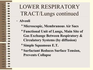 LOWER RESPIRATORY
TRACT/Lungs continued
- Alveoli
*Microscopic, Membranous Air Sacs
*Functional Unit of Lungs, Main Site of
Gas Exchange Between Respiratory &
Circulatory Systems (by diffusion)
*Simple Squamous E.T.
*Surfactant Reduces Surface Tension,
Prevents Collapse
 