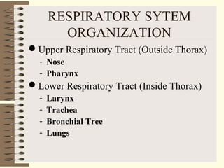 RESPIRATORY SYTEM
ORGANIZATION
Upper Respiratory Tract (Outside Thorax)
- Nose
- Pharynx
Lower Respiratory Tract (Inside Thorax)
- Larynx
- Trachea
- Bronchial Tree
- Lungs
 