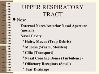 UPPER RESPIRATORY
TRACT
Nose
- External Nares/Anterior Nasal Aperture
(nostril)
- Nasal Cavity
*Hairs, Mucus (Trap Debris)
*Mucosa (Warm, Moisten)
*Cilia (Transport)
*Nasal Conchae Bones (Turbulence)
*Olfactory Receptors (Smell)
*Tear Drainage
 