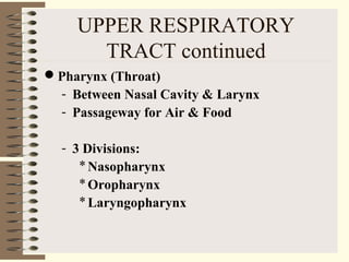 UPPER RESPIRATORY
TRACT continued
Pharynx (Throat)
- Between Nasal Cavity & Larynx
- Passageway for Air & Food
- 3 Divisions:
*Nasopharynx
*Oropharynx
*Laryngopharynx
 