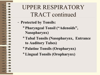 UPPER RESPIRATORY
TRACT continued
- Protected by Tonsils:
*Pharyngeal Tonsil (“Adenoids”,
Nasopharynx)
*Tubal Tonsils (Nasopharynx, Entrance
to Auditory Tubes)
*Palatine Tonsils (Oropharynx)
*Lingual Tonsils (Oropharynx)
 