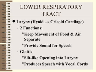 LOWER RESPIRATORY
TRACT
Larynx (Hyoid → Cricoid Cartilage)
- 2 Functions:
*Keep Movement of Food & Air
Separate
*Provide Sound for Speech
- Glottis
*Slit-like Opening into Larynx
*Produces Speech with Vocal Cords
 