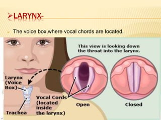 LARYNX-
 The voice box,where vocal chords are located.
 