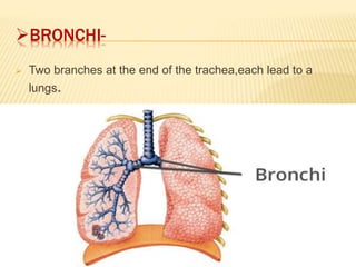 BRONCHI-
 Two branches at the end of the trachea,each lead to a
lungs.
 
