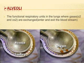 ALVEOLI
 The functional respiratory units in the lungs where gases(o2
and co2) are exchanged(enter and exit the blood stream)
 