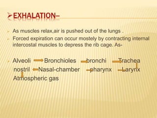 EXHALATION--
 As muscles relax,air is pushed out of the lungs .
 Forced expiration can occur mostely by contracting internal
intercostal muscles to depress the rib cage. As-
 Alveoli Bronchioles bronchi Trachea
nostril Nasal-chamber pharynx Larynx
Atmospheric gas
 