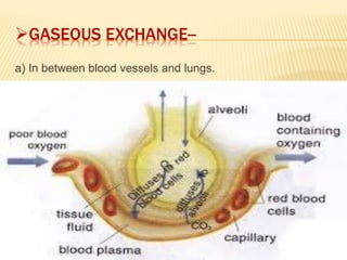 GASEOUS EXCHANGE--
a) In between blood vessels and lungs.
 