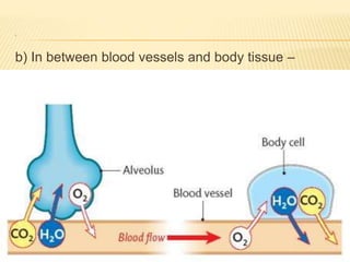.
b) In between blood vessels and body tissue –
 