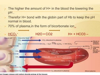 . The higher the amount of H+ in the blood the lowering the
pH .
 Therefor H+ bond with the globin part of Hb to keep the pH
normal in blood.
 70% of plasma,in the form of bicorbonate ion .
 HCO3
− H2O + CO2 H+ + HCO3 –
 7% by lymph – in dissolved form. As-
 