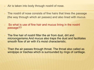 .
 Air is taken into body through nostril of nose.
 The nostril of nose consists of fine hairs that lines the passage
(the way through which air passes) and also lined with mucus.
 So what is use of fine hair and mucus lining in the nostril
passage??
 The fine hair of nostril filter the air from dust, dirt and
microorganisms.And mucus also traps the dust and facilitates
smooth flow of air with it’s moist characteristic.
 Then the air passes through throat. The throat also called as
windpipe or trachea which is surrounded by rings of cartilage.
 
