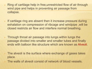 .
 Ring of cartilage help in free,unrestricted flow of air through
wind pipe and helps in proventing air passage from
collapse.
 If cartilage ring are absent then it increase pressure during
exhalation on compression of ribcage and windpipe ,will be
closed restricts air flow and interfere normal breathing.
 Through throat air passage into lungs.within lungs the
passage divided into smaller and smaller tubes and finally
ends with balloon like structure which are known as Alveoli.
 The alveoli is the surface where exchange of gases takes
place.
 The walls of alveoli consist of network of blood vessels.
 