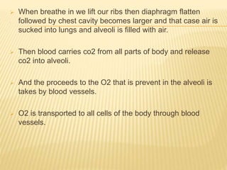 .
 When breathe in we lift our ribs then diaphragm flatten
followed by chest cavity becomes larger and that case air is
sucked into lungs and alveoli is filled with air.
 Then blood carries co2 from all parts of body and release
co2 into alveoli.
 And the proceeds to the O2 that is prevent in the alveoli is
takes by blood vessels.
 O2 is transported to all cells of the body through blood
vessels.
 