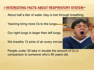 INTERESTING FACTS ABOUT RESPIRATORY SYSTEM--
 About half a liter of water /day is lost through breathing.
 Yawning bring more O2 to the lungs .
 Our right lungs is larger then left lungs.
 We breathe 13 pints of air every minute.
 People under 30 take in double the amount of O2 in
comparison to someone who’s 80 years old.
 