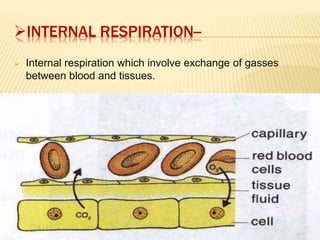 INTERNAL RESPIRATION--
 Internal respiration which involve exchange of gasses
between blood and tissues.
 