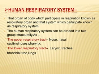 HUMAN RESPIRATORY SYSTEM--
 That organ of body which participate in respiration known as
respiratory organ and that system which participate known
as respiratory system.
 The human respiratory system can be divided into two
group stracturally.As --
* The upper respiratory tract– Nose, nasal
cavity,sinuses,pharynx.
* The lower respiratory tract-- Larynx, trachea,
bronchial tree,lungs.
 
