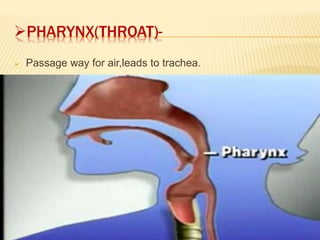 PHARYNX(THROAT)-
 Passage way for air,leads to trachea.
 