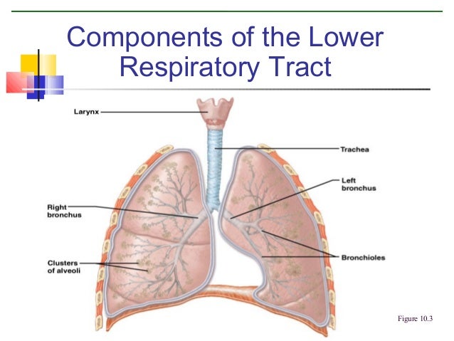 Respiratory system