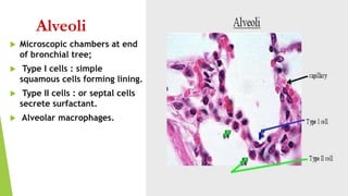 Alveoli
 Microscopic chambers at end
of bronchial tree;
 Type I cells : simple
squamous cells forming lining.
 Type II cells : or septal cells
secrete surfactant.
 Alveolar macrophages.
 