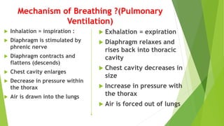Mechanism of Breathing ?(Pulmonary
Ventilation)
 Inhalation = inspiration :
 Diaphragm is stimulated by
phrenic nerve
 Diaphragm contracts and
flattens (descends)
 Chest cavity enlarges
 Decrease in pressure within
the thorax
 Air is drawn into the lungs
 Exhalation = expiration
 Diaphragm relaxes and
rises back into thoracic
cavity
 Chest cavity decreases in
size
 Increase in pressure with
the thorax
 Air is forced out of lungs
 