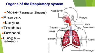 Organs of the Respiratory system
(Paranasal Sinuses)
 