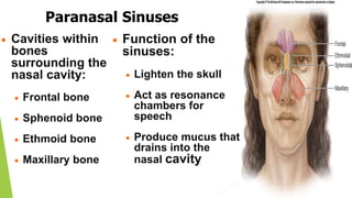 Paranasal Sinuses
 Cavities within
bones
surrounding the
nasal cavity:
 Frontal bone
 Sphenoid bone
 Ethmoid bone
 Maxillary bone
 Function of the
sinuses:
 Lighten the skull
 Act as resonance
chambers for
speech
 Produce mucus that
drains into the
nasal cavity
 
