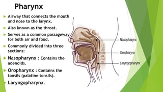 Pharynx
 Airway that connects the mouth
and nose to the larynx.
 Also known as the throat.
 Serves as a common passageway
for both air and food.
 Commonly divided into three
sections:
 Nasopharynx : Contains the
adenoids.
 Oropharynx : Contains the
tonsils (palatine tonsils).
 Laryngopharynx.
 