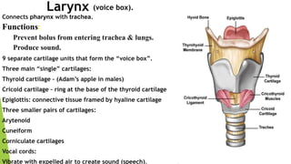 Connects pharynx with trachea.
Functions:
Prevent bolus from entering trachea & lungs.
Produce sound.
9 separate cartilage units that form the “voice box”.
Three main “single” cartilages:
Thyroid cartilage – (Adam’s apple in males)
Cricoid cartilage – ring at the base of the thyroid cartilage
Epiglottis: connective tissue framed by hyaline cartilage
Three smaller pairs of cartilages:
Arytenoid
Cuneiform
Corniculate cartilages
Vocal cords:
Vibrate with expelled air to create sound (speech).
Larynx (voice box).
 