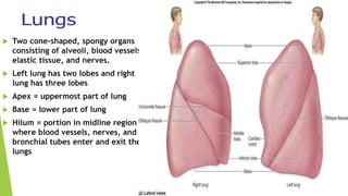  Two cone-shaped, spongy organs
consisting of alveoli, blood vessels,
elastic tissue, and nerves.
 Left lung has two lobes and right
lung has three lobes
 Apex = uppermost part of lung
 Base = lower part of lung
 Hilum = portion in midline region
where blood vessels, nerves, and
bronchial tubes enter and exit the
lungs
 