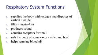 Respiratory System Functions
1. supplies the body with oxygen and disposes of
carbon dioxide.
2. filters inspired air
3. produces sound
4. contains receptors for smell
5. rids the body of some excess water and heat
6. helps regulate blood pH
 