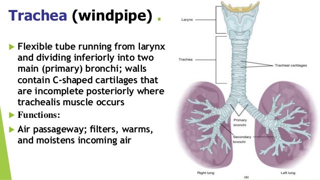 Respiratory system