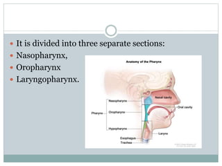  It is divided into three separate sections:
 Nasopharynx,
 Oropharynx
 Laryngopharynx.
 