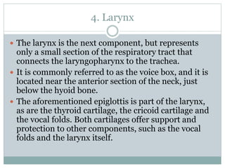 4. Larynx
 The larynx is the next component, but represents
only a small section of the respiratory tract that
connects the laryngopharynx to the trachea.
 It is commonly referred to as the voice box, and it is
located near the anterior section of the neck, just
below the hyoid bone.
 The aforementioned epiglottis is part of the larynx,
as are the thyroid cartilage, the cricoid cartilage and
the vocal folds. Both cartilages offer support and
protection to other components, such as the vocal
folds and the larynx itself.
 