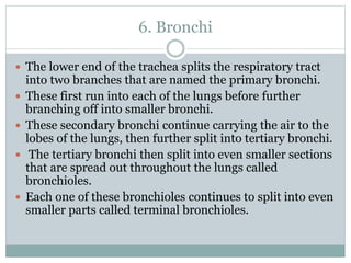 6. Bronchi
 The lower end of the trachea splits the respiratory tract
into two branches that are named the primary bronchi.
 These first run into each of the lungs before further
branching off into smaller bronchi.
 These secondary bronchi continue carrying the air to the
lobes of the lungs, then further split into tertiary bronchi.
 The tertiary bronchi then split into even smaller sections
that are spread out throughout the lungs called
bronchioles.
 Each one of these bronchioles continues to split into even
smaller parts called terminal bronchioles.
 
