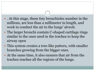  . At this stage, these tiny bronchioles number in the
millions, are less than a millimeter in length, and
work to conduct the air to the lungs’ alveoli.
 The larger bronchi contain C-shaped cartilage rings
similar to the ones used in the trachea to keep the
airway open
 This system creates a tree-like pattern, with smaller
branches growing from the bigger ones.
 At the same time, it also ensures that air from the
trachea reaches all the regions of the lungs.
 