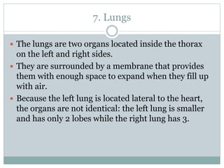 7. Lungs
 The lungs are two organs located inside the thorax
on the left and right sides.
 They are surrounded by a membrane that provides
them with enough space to expand when they fill up
with air.
 Because the left lung is located lateral to the heart,
the organs are not identical: the left lung is smaller
and has only 2 lobes while the right lung has 3.
 