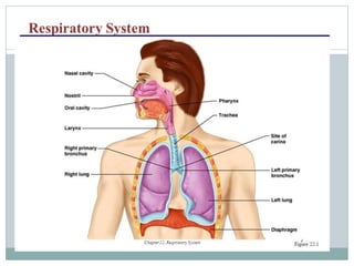 Human Respiratory System