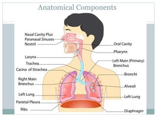Anatomical Components
 
