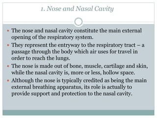 1. Nose and Nasal Cavity
 The nose and nasal cavity constitute the main external
opening of the respiratory system.
 They represent the entryway to the respiratory tract – a
passage through the body which air uses for travel in
order to reach the lungs.
 The nose is made out of bone, muscle, cartilage and skin,
while the nasal cavity is, more or less, hollow space.
 Although the nose is typically credited as being the main
external breathing apparatus, its role is actually to
provide support and protection to the nasal cavity.
 