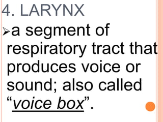 4. LARYNX
a segment of
respiratory tract that
produces voice or
sound; also called
“voice box”.
 