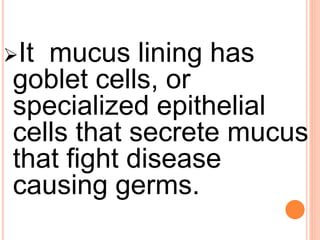 It mucus lining has
goblet cells, or
specialized epithelial
cells that secrete mucus
that fight disease
causing germs.
 