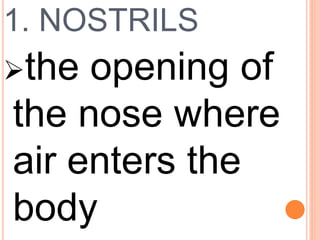1. NOSTRILS
the opening of
the nose where
air enters the
body
 