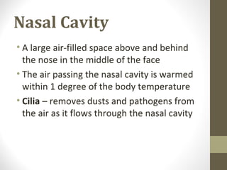 Nasal Cavity
• A large air-filled space above and behind
the nose in the middle of the face
• The air passing the nasal cavity is warmed
within 1 degree of the body temperature
• Cilia – removes dusts and pathogens from
the air as it flows through the nasal cavity