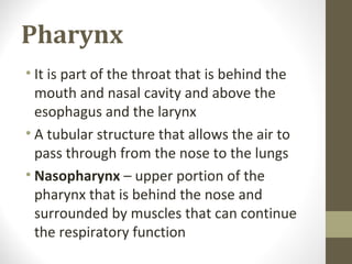 Pharynx
• It is part of the throat that is behind the
mouth and nasal cavity and above the
esophagus and the larynx
• A tubular structure that allows the air to
pass through from the nose to the lungs
• Nasopharynx – upper portion of the
pharynx that is behind the nose and
surrounded by muscles that can continue
the respiratory function