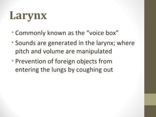 Larynx
• Commonly known as the “voice box”
• Sounds are generated in the larynx; where
pitch and volume are manipulated
• Prevention of foreign objects from
entering the lungs by coughing out
