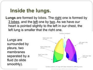 Inside the lungs.
Lungs are formed by lobes. The right one is formed by
3 lobes, and the left one by two. As we have our
heart is pointed slightly to the left in our chest, the
left lung is smaller that the right one.
Lungs are
surrounded by
pleura, two
membranes
separated by a
fluid (to slide
smoothly).
 