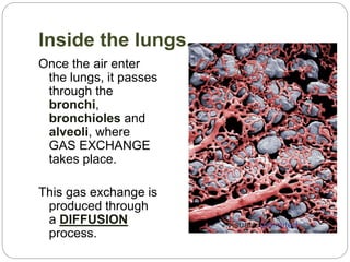 Inside the lungs.
Once the air enter
the lungs, it passes
through the
bronchi,
bronchioles and
alveoli, where
GAS EXCHANGE
takes place.
This gas exchange is
produced through
a DIFFUSION
process.
 