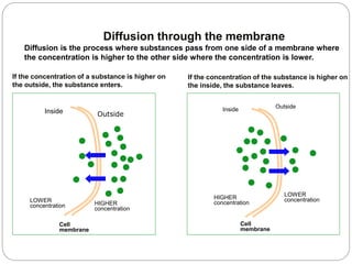 Inside Outside
Cell
membrane
HIGHER
concentration
LOWER
concentration
Inside
Outside
Cell
membrane
HIGHER
concentration
LOWER
concentration
Diffusion through the membrane
Diffusion is the process where substances pass from one side of a membrane where
the concentration is higher to the other side where the concentration is lower.
If the concentration of a substance is higher on
the outside, the substance enters.
If the concentration of the substance is higher on
the inside, the substance leaves.
 