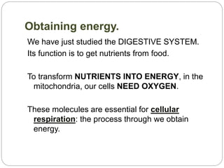 Obtaining energy.
We have just studied the DIGESTIVE SYSTEM.
Its function is to get nutrients from food.
To transform NUTRIENTS INTO ENERGY, in the
mitochondria, our cells NEED OXYGEN.
These molecules are essential for cellular
respiration: the process through we obtain
energy.
 