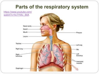 Parts of the respiratory system
https://www.youtube.com/
watch?v=hc1YtXc_84A
 