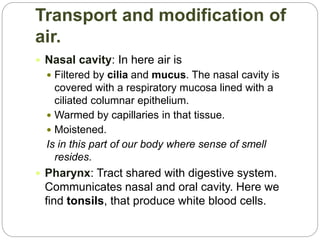 Transport and modification of
air.
 Nasal cavity: In here air is
 Filtered by cilia and mucus. The nasal cavity is
covered with a respiratory mucosa lined with a
ciliated columnar epithelium.
 Warmed by capillaries in that tissue.
 Moistened.
Is in this part of our body where sense of smell
resides.
 Pharynx: Tract shared with digestive system.
Communicates nasal and oral cavity. Here we
find tonsils, that produce white blood cells.
 